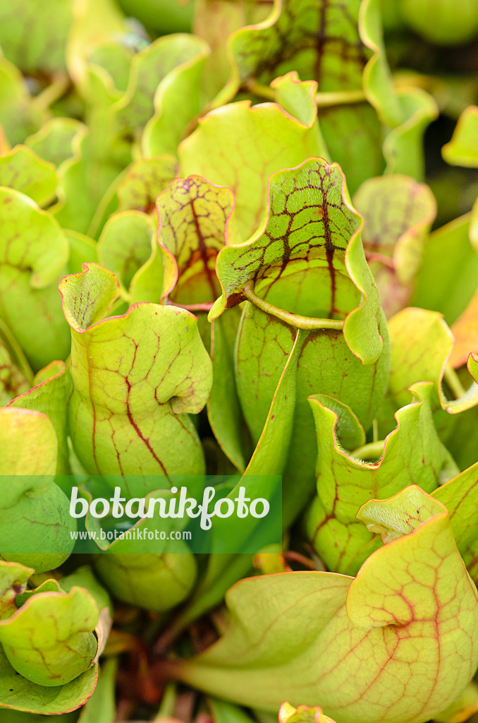 536030 - Purple trumpet pitcher (Sarracenia purpurea)