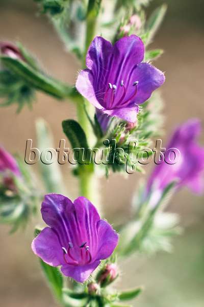 363017 - Purple viper's bugloss (Echium plantagineum)
