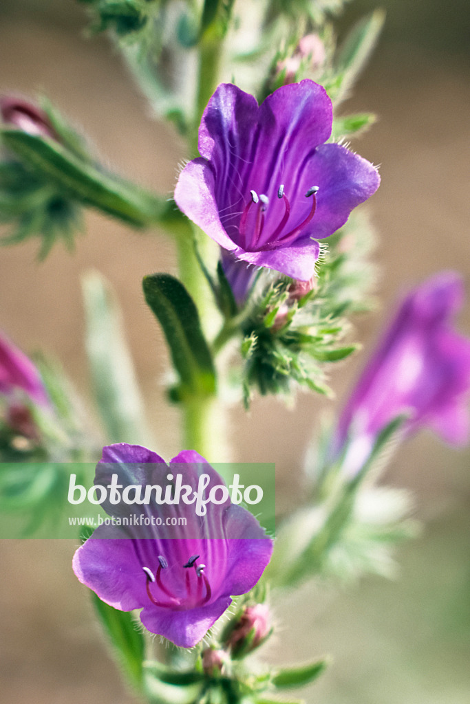 363017 - Purple viper's bugloss (Echium plantagineum)