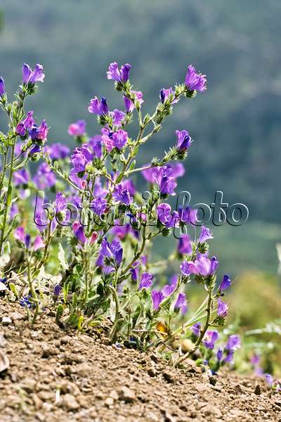 363034 - Purple viper's bugloss (Echium plantagineum)