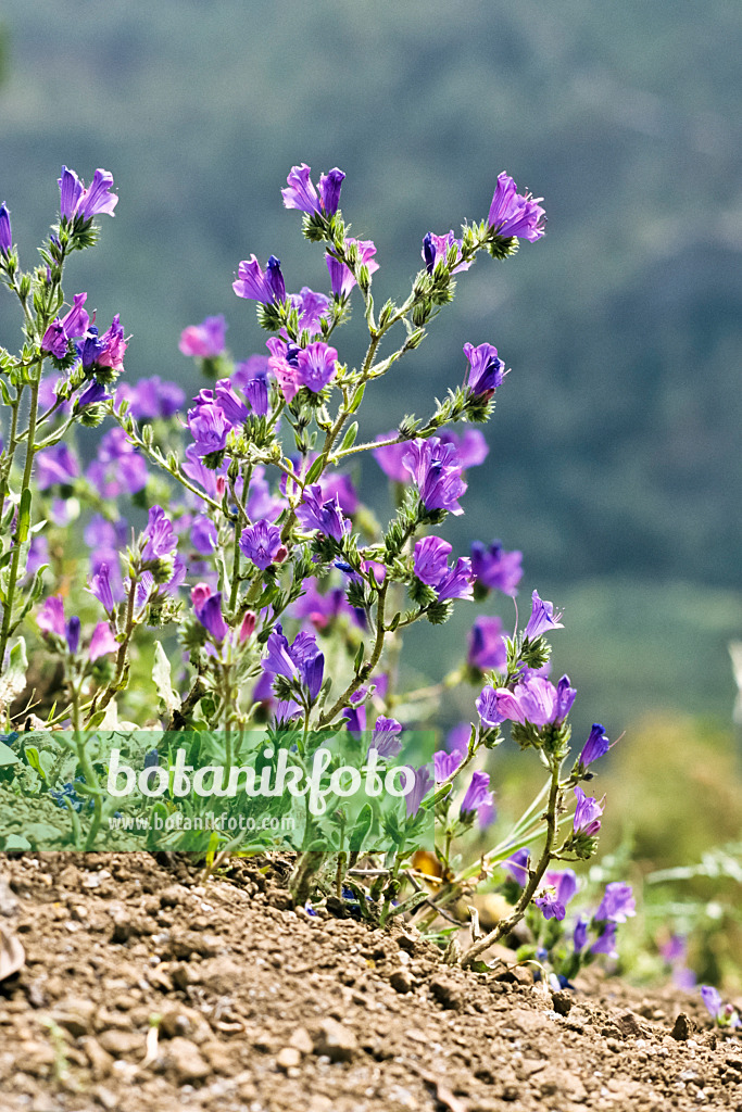 363034 - Purple viper's bugloss (Echium plantagineum)