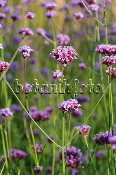488029 - Purpletop vervain (Verbena bonariensis)