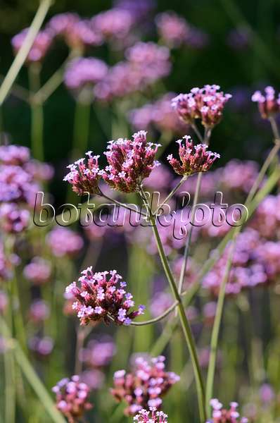 534432 - Purpletop vervain (Verbena bonariensis)