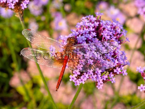 429073 - Purpletop vervain (Verbena bonariensis) and dragonfly (Sympetrum)