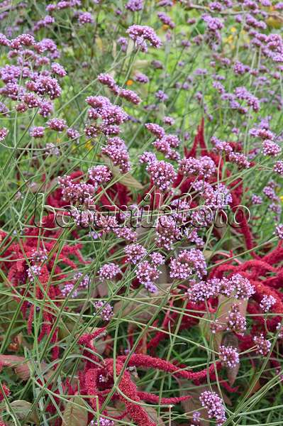 487246 - Purpletop vervain (Verbena bonariensis) and red amaranth (Amaranthus cruentus)