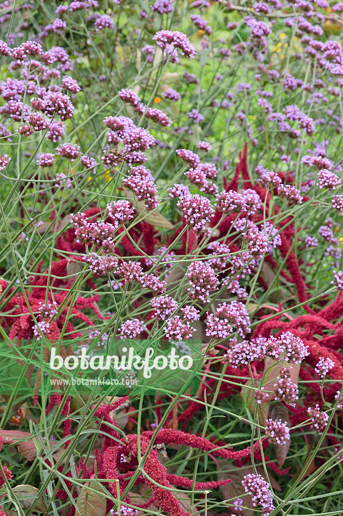 487246 - Purpletop vervain (Verbena bonariensis) and red amaranth (Amaranthus cruentus)