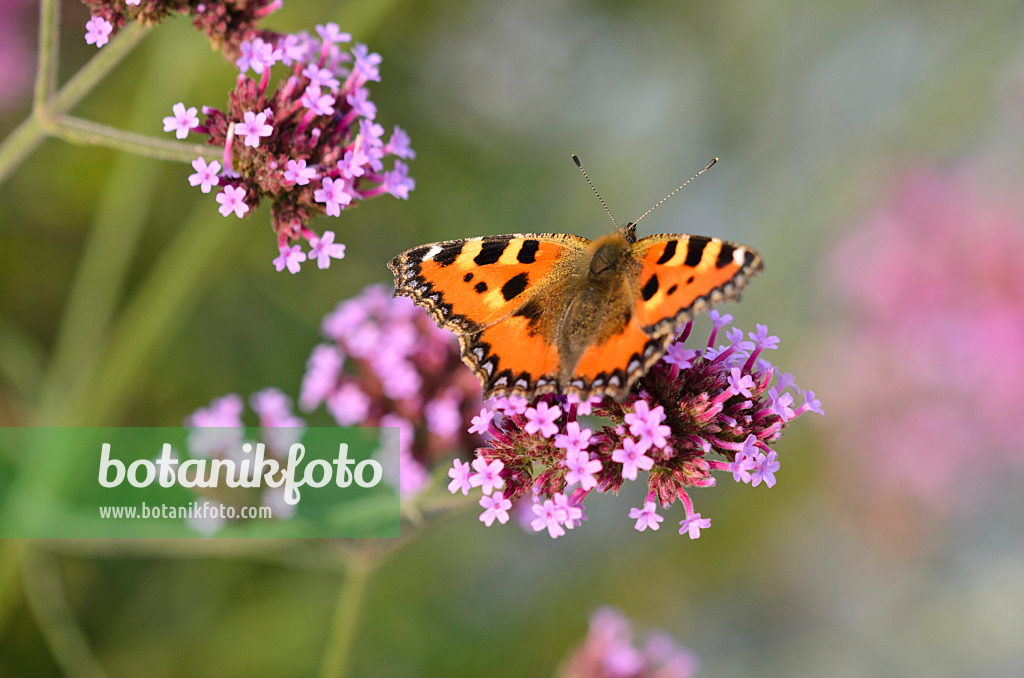 523227 - Purpletop vervain (Verbena bonariensis) and small tortoiseshell (Aglais urticae)