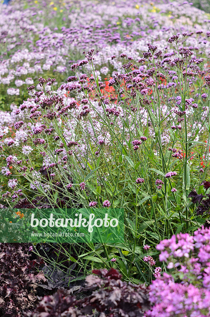 536112 - Purpletop vervain (Verbena bonariensis) and spider flower (Tarenaya hassleriana 'Señorita Rosalita' syn. Cleome hassleriana 'Señorita Rosalita')