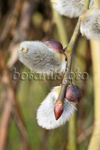 554062 - Pussy willow (Salix caprea 'Pendula')