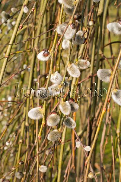 554063 - Pussy willow (Salix caprea 'Pendula')