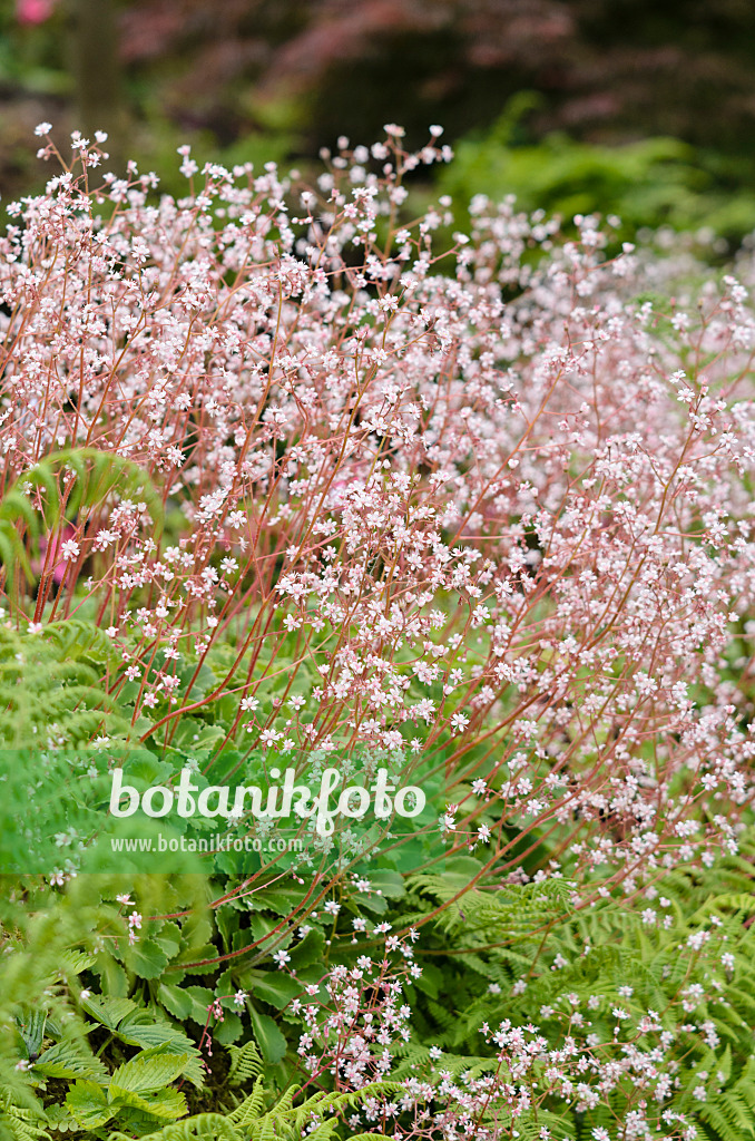 533336 - Pyrenean saxifrage (Saxifraga umbrosa)