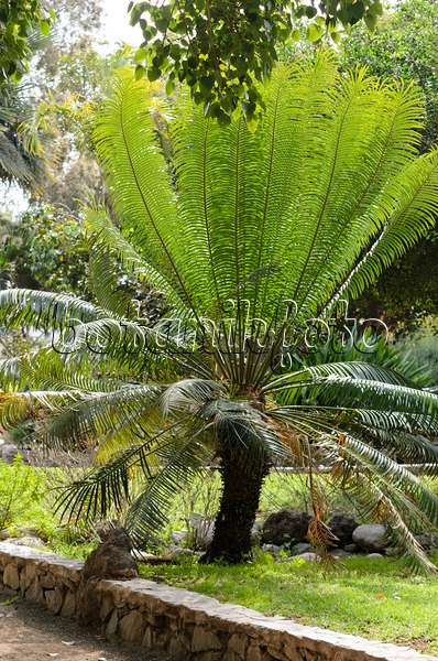 564148 - Queen sago palm (Cycas circinalis) behind a field stone wall in a tropical park