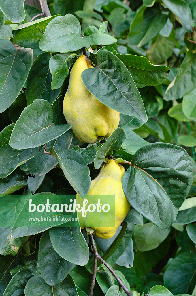 477037 - Quince (Cydonia oblonga)