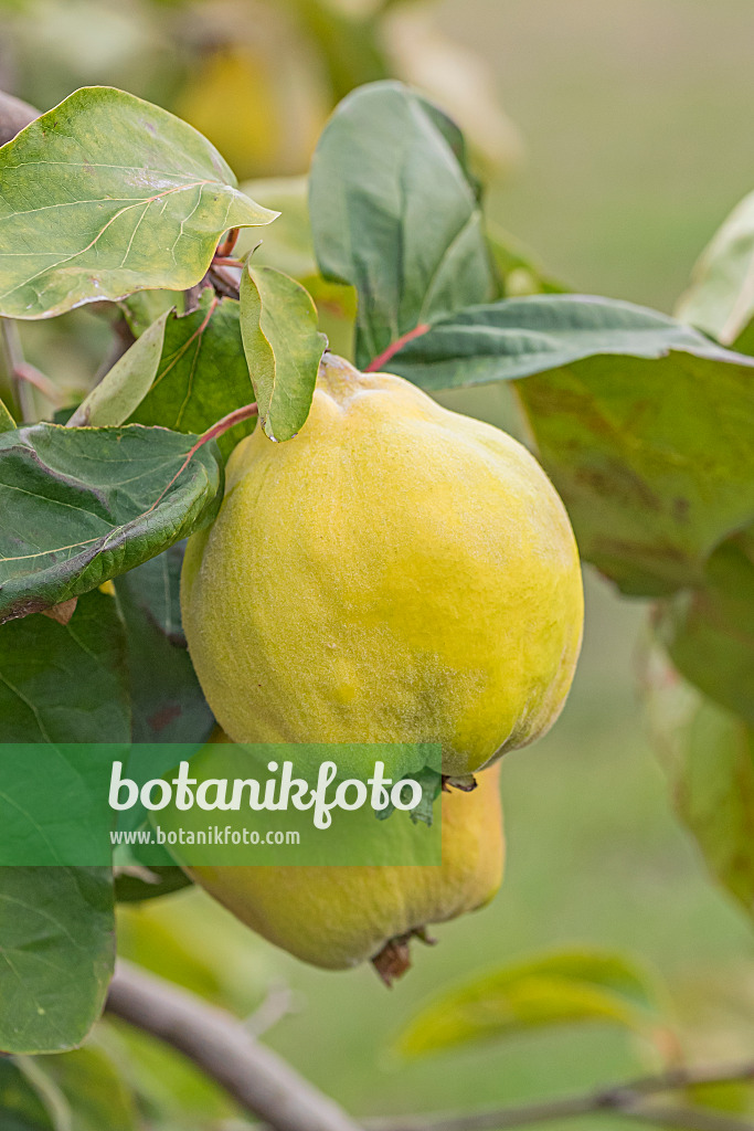 635030 - Quince (Cydonia oblonga 'Adamsova')