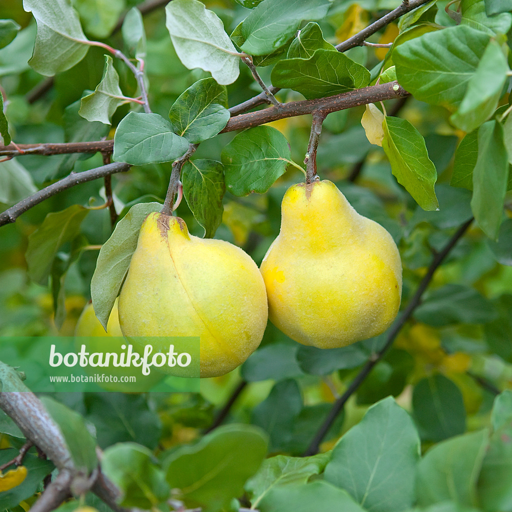 502182 - Quince (Cydonia oblonga 'Champion')