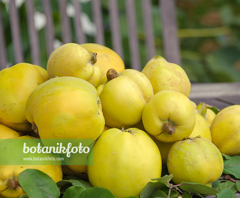 535343 - Quince (Cydonia oblonga 'Konstantinopeler')