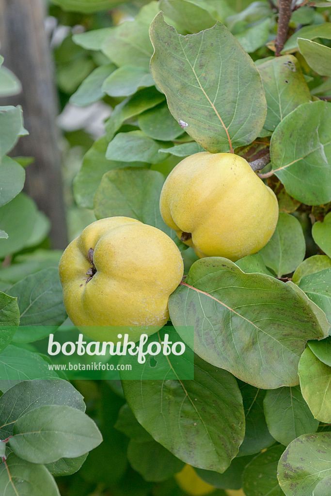 547135 - Quince (Cydonia oblonga 'Konstantinopeler')