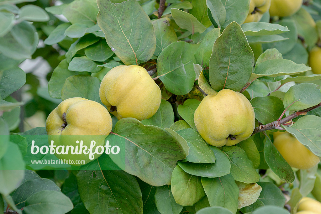 547136 - Quince (Cydonia oblonga 'Konstantinopeler')