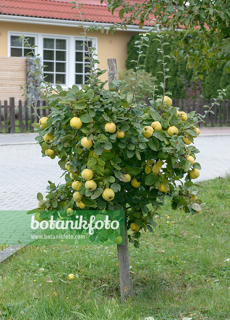 547137 - Quince (Cydonia oblonga 'Konstantinopeler')