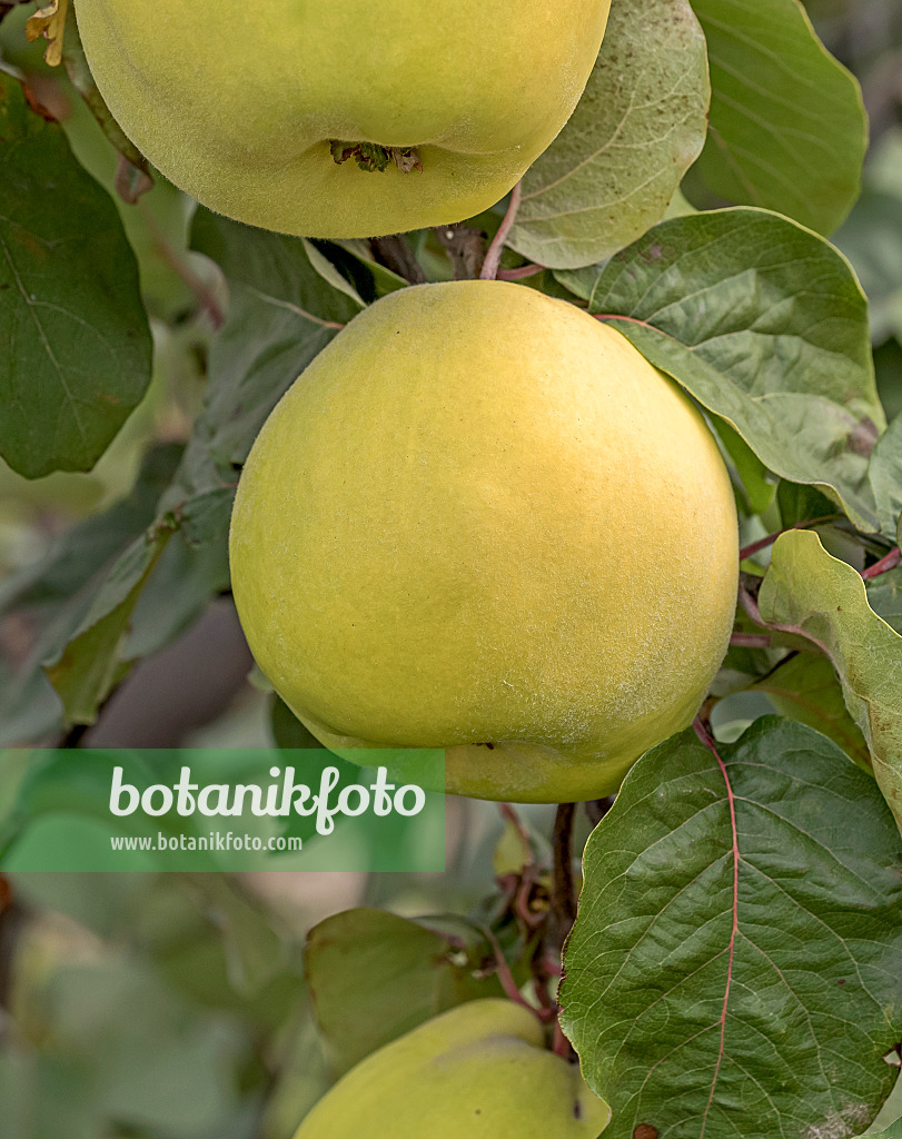 635039 - Quince (Cydonia oblonga 'Krymska')