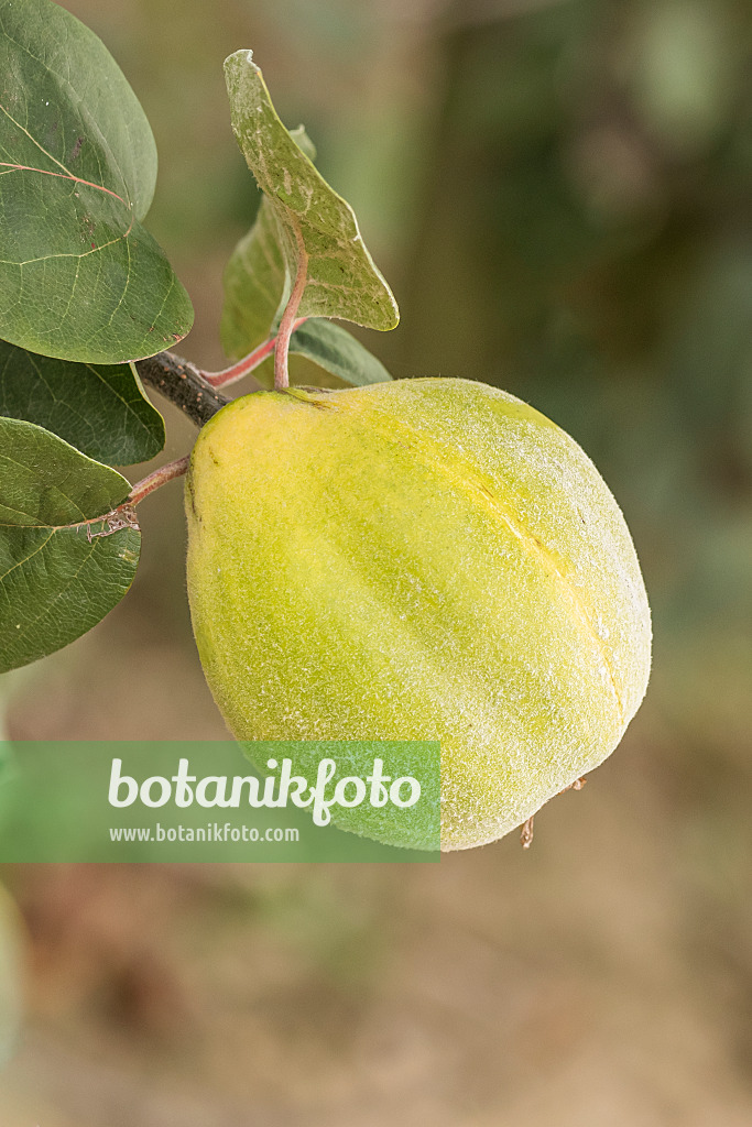 635041 - Quince (Cydonia oblonga 'Turkey No.4')