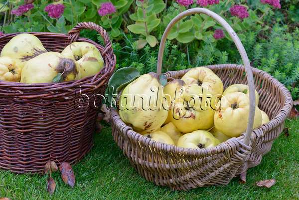570133 - Quinces (Cydonia oblonga) in baskets