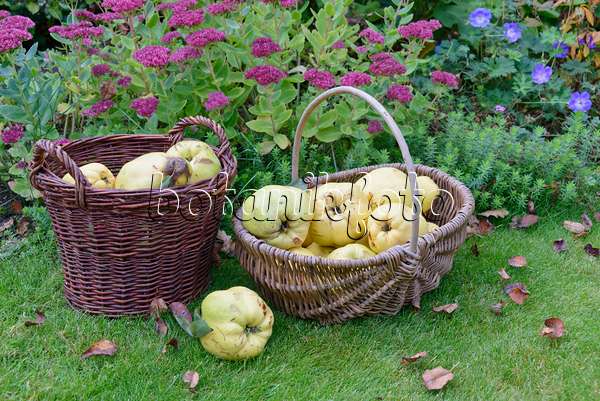 570134 - Quinces (Cydonia oblonga) in baskets