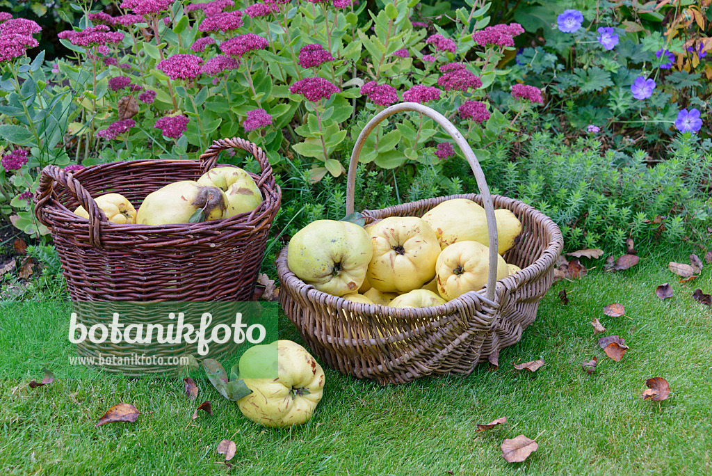 570134 - Quinces (Cydonia oblonga) in baskets