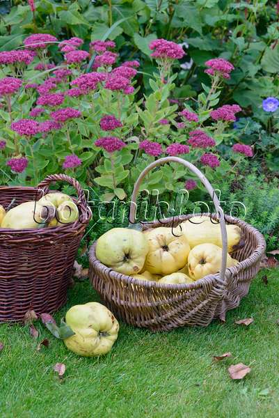 570135 - Quinces (Cydonia oblonga) in baskets