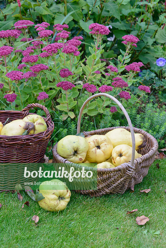 570135 - Quinces (Cydonia oblonga) in baskets