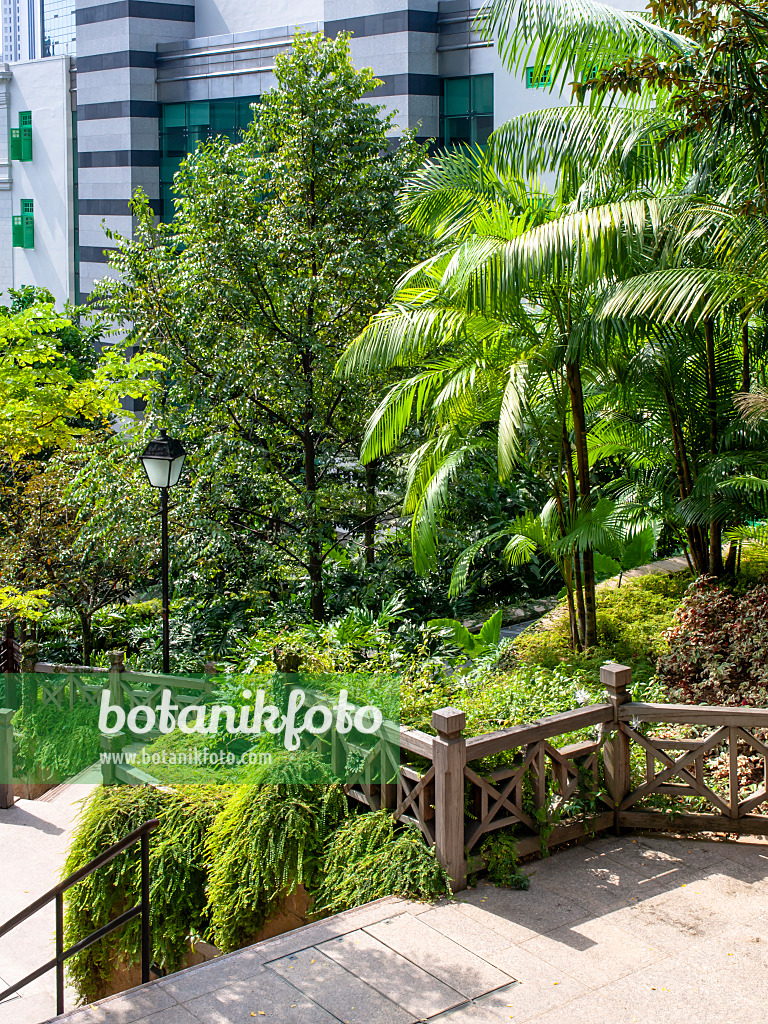 Image Traveller's tree (Ravenala madagascariensis), Fort Canning Park,  Singapore - 434261 - Images of Plants and Gardens - botanikfoto