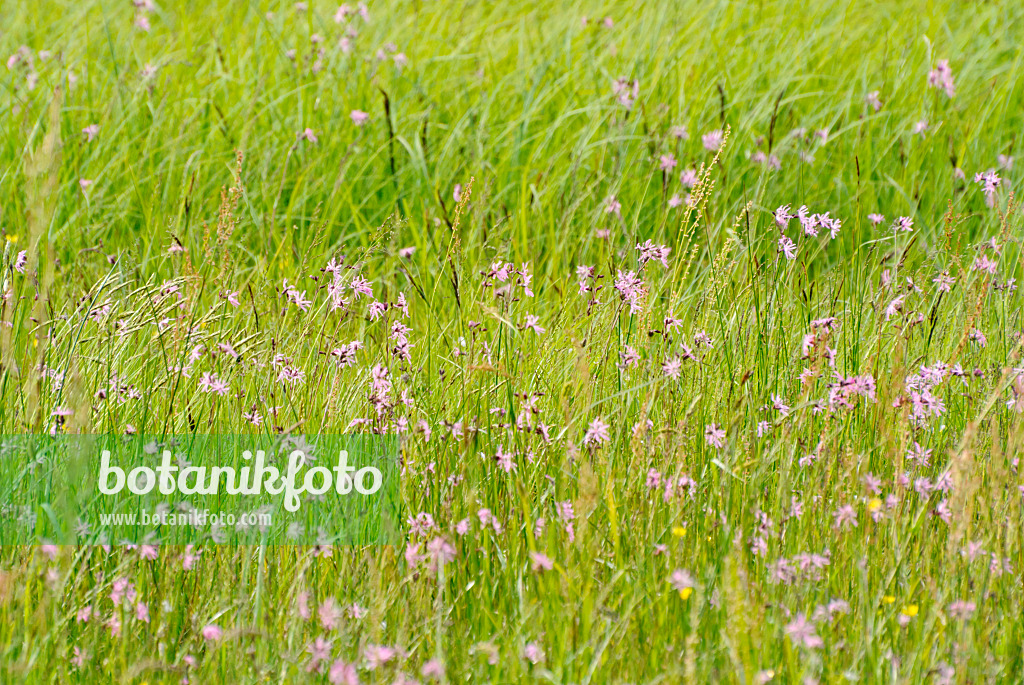 545002 - Ragged robin (Lychnis flos-cuculi syn. Silene flos-cuculi)