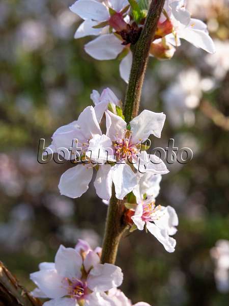 447036 - Ragouminier (Prunus tomentosa)