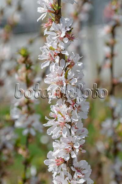 558194 - Ragouminier (Prunus tomentosa 'Orient')