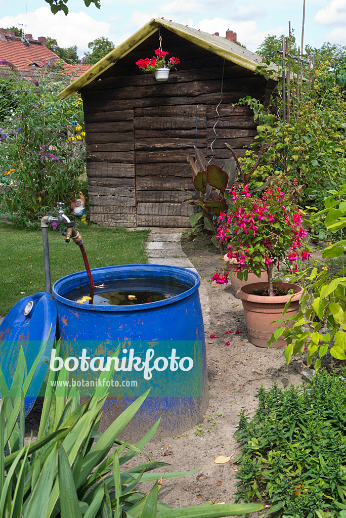 559012 - Rain barrel in an allotment garden