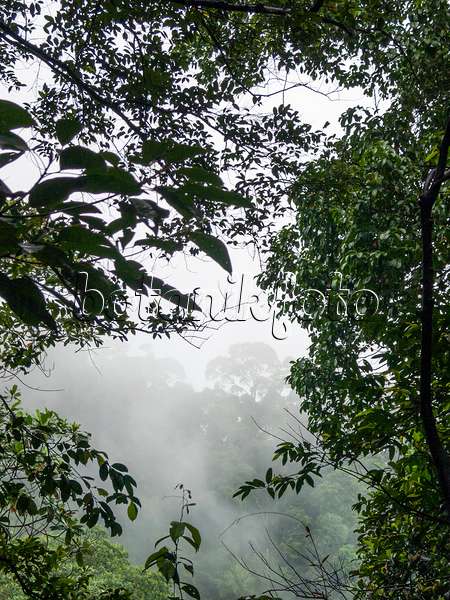 411028 - Rain forest, Bukit Timah Nature Reserve, Singapore
