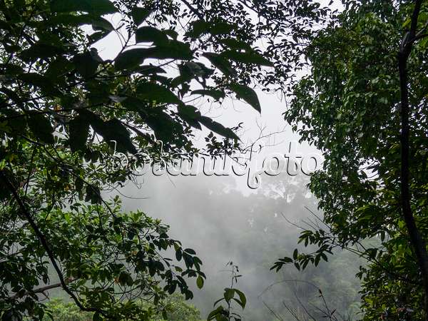 411029 - Rain forest, Bukit Timah Nature Reserve, Singapore