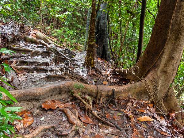 411030 - Rain forest, Bukit Timah Nature Reserve, Singapore