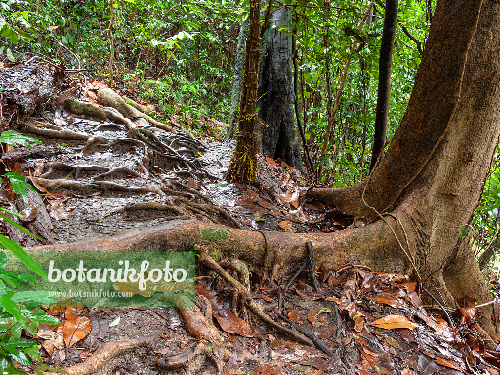 411030 - Rain forest, Bukit Timah Nature Reserve, Singapore