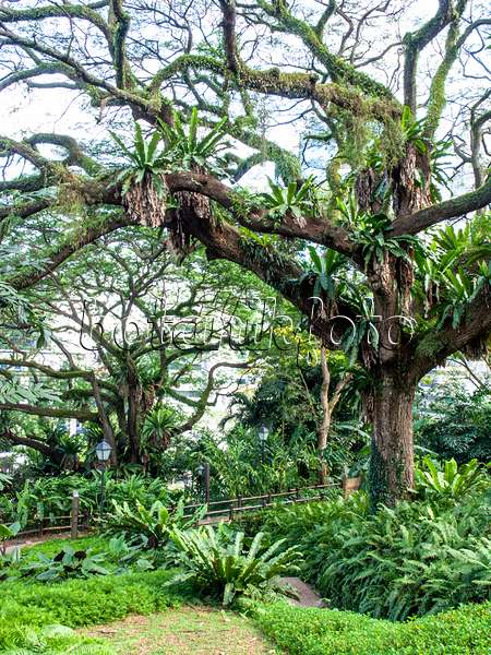 434171 - Rain tree (Albizia saman) and bird's nest fern (Asplenium nidus), Fort Canning Park, Singapore