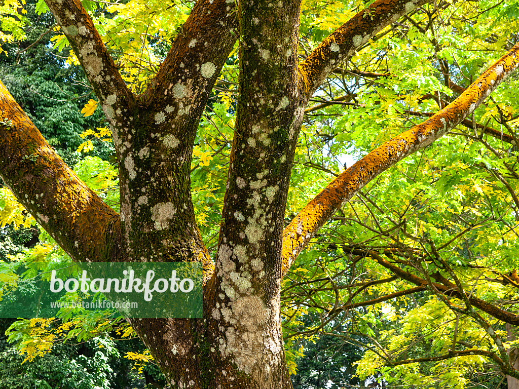 434051 - Rain tree (Albizia saman 'Yellow')