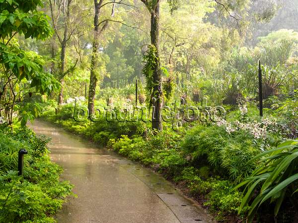 411182 - Rain-wet path and sun in a tropical park