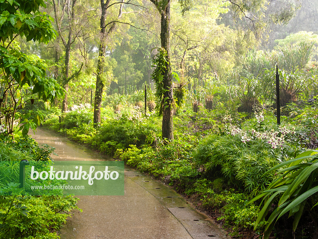 411182 - Rain-wet path and sun in a tropical park