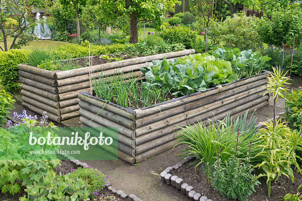 532024 - Raised beds of horizontal wooden piles with vegetable planting in a cultivated allotment garden