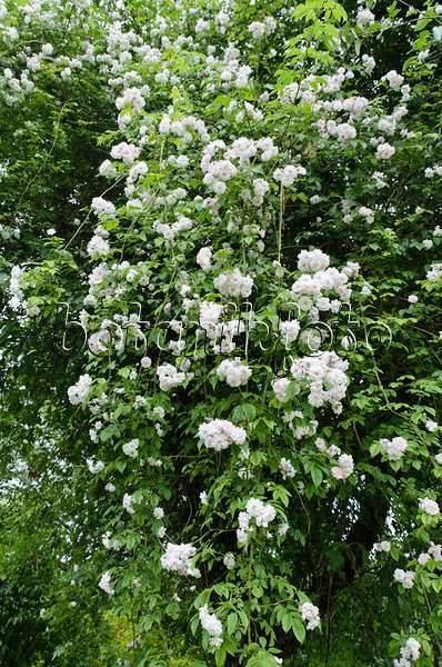 497156 - Rambler (Rosa Paul's Himalayan Musk) on an apple tree