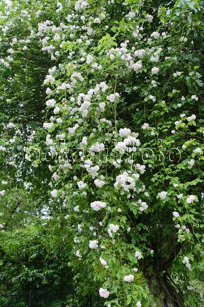 497157 - Rambler (Rosa Paul's Himalayan Musk) on an apple tree