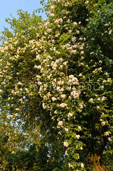 497183 - Rambler (Rosa Paul's Himalayan Musk) on an apple tree