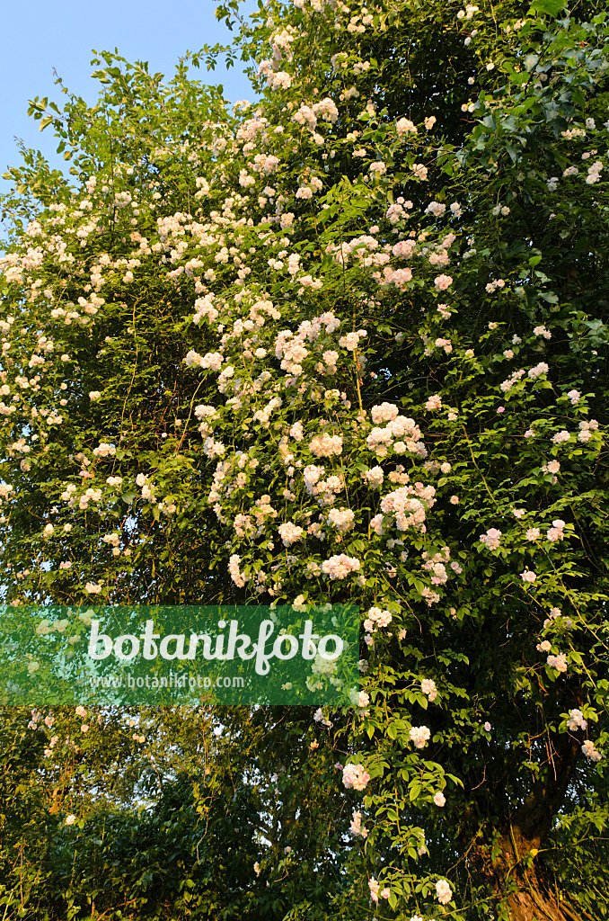 497183 - Rambler (Rosa Paul's Himalayan Musk) on an apple tree