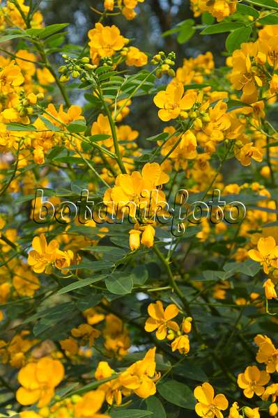 511210 - Rambling senna (Senna bicapsularis syn. Cassia emarginata)