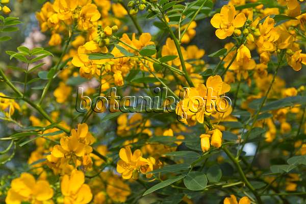 511211 - Rambling senna (Senna bicapsularis syn. Cassia emarginata)